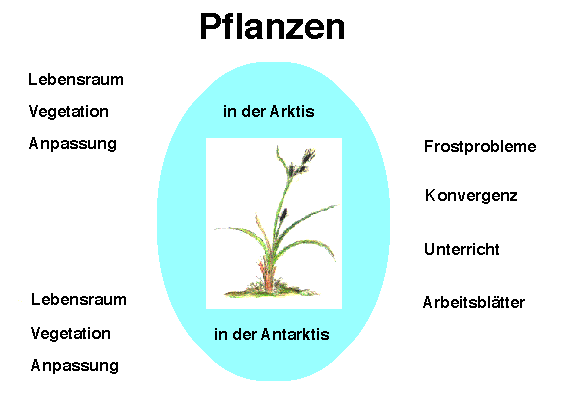 Startbild Pflanzen